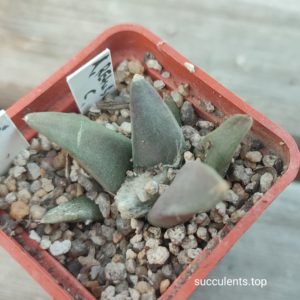 ariocarpus retusus C