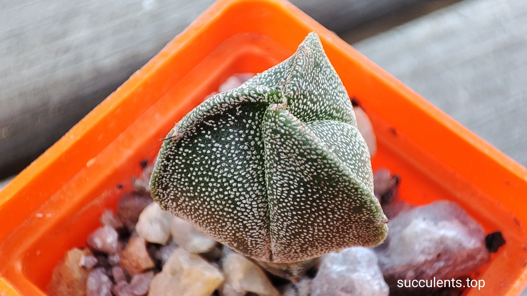 Astrophytum myriostigma v. tricostatum