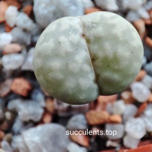 lithops julii C205
