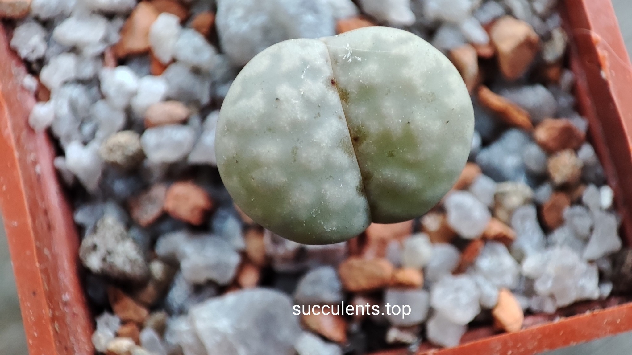 lithops julii C205
