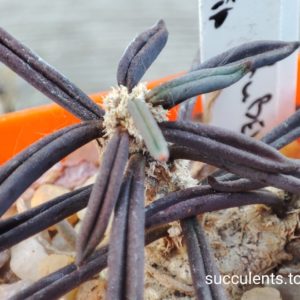 euphorbia cylindrifolia ssp. tuberifera
