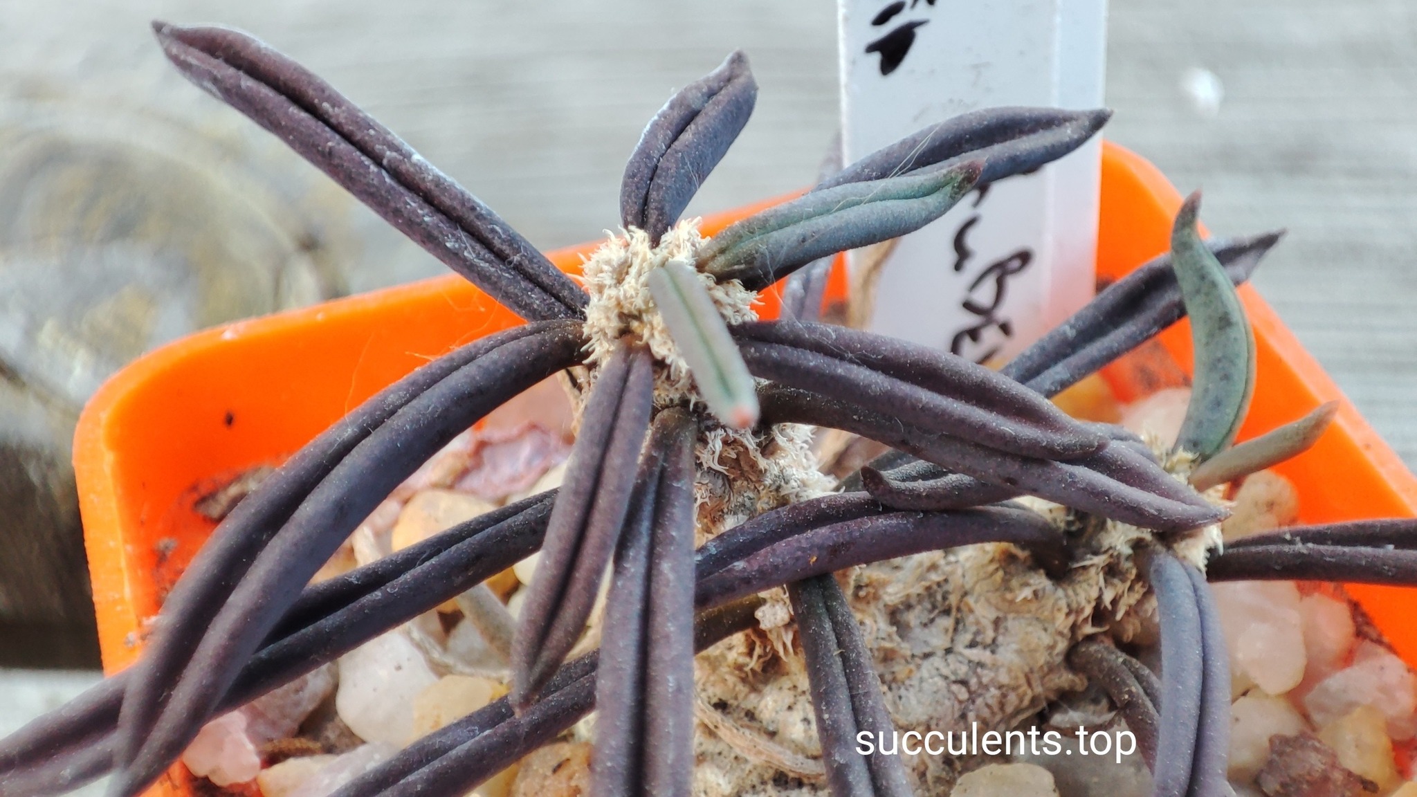 euphorbia cylindrifolia ssp. tuberifera