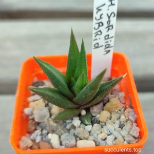 haworthia sordida hybrid