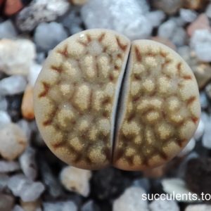 lithops hallii C303
