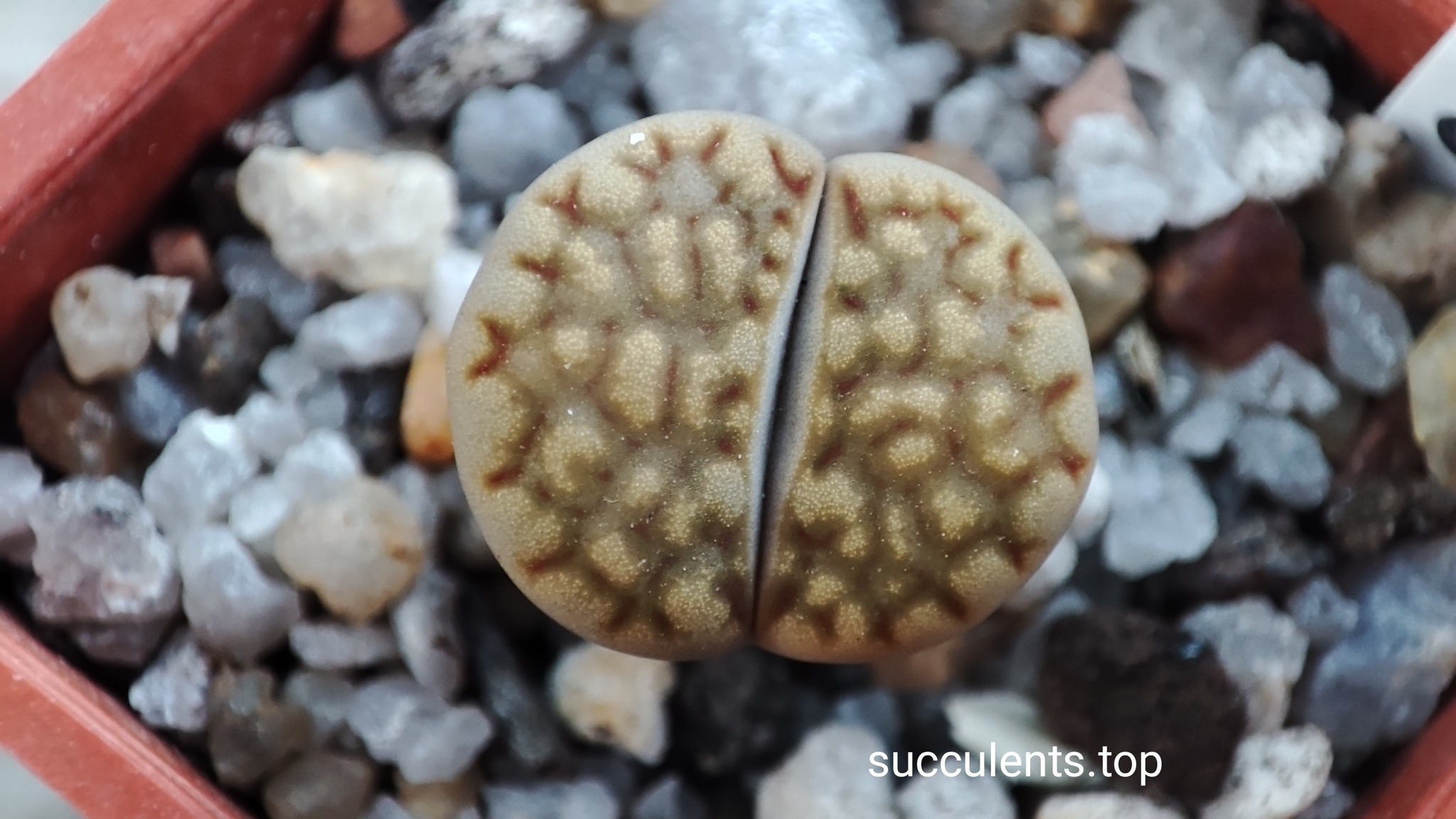 lithops hallii C303