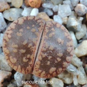 lithops aucampiae Darck Red Wine