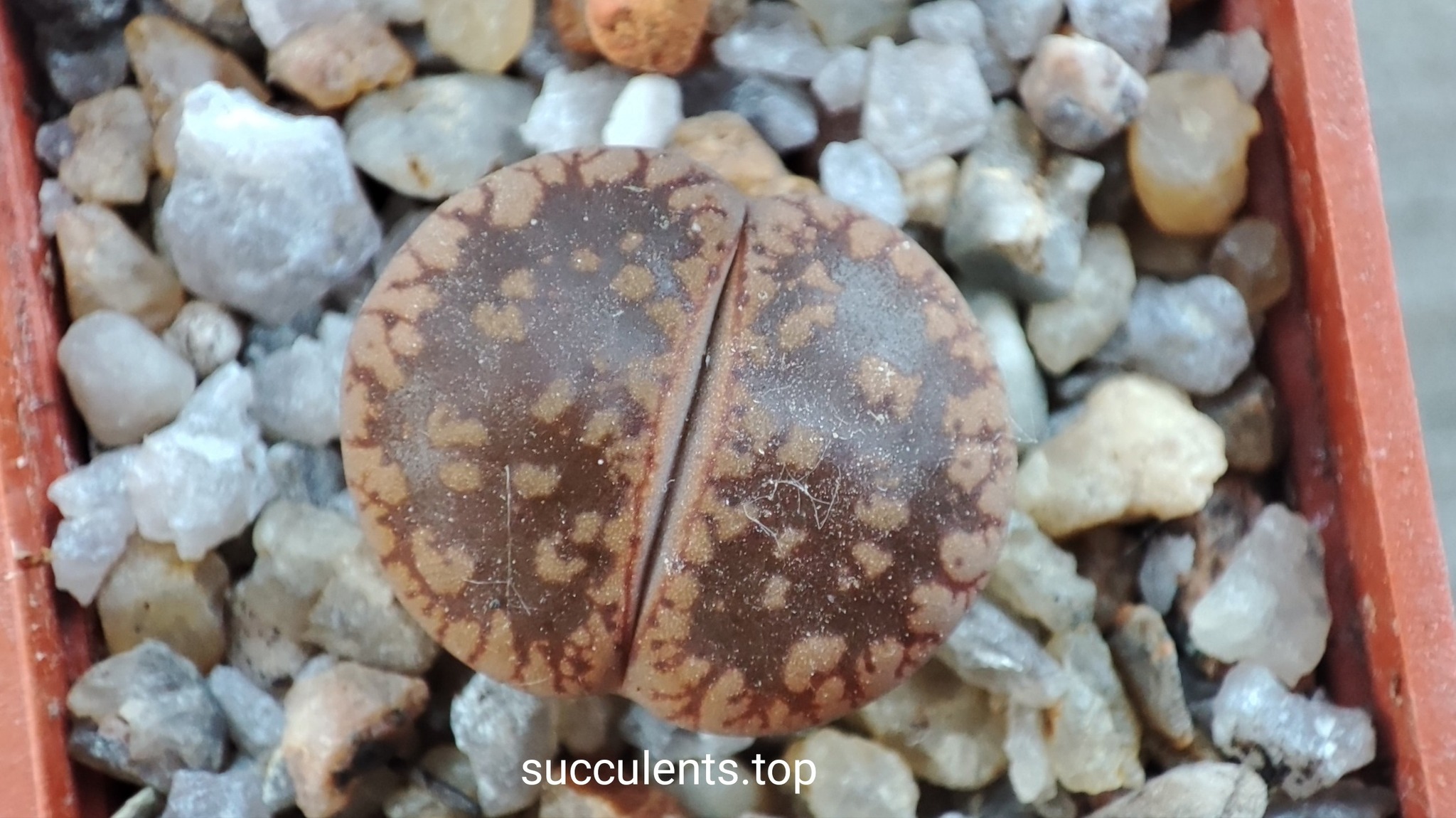lithops aucampiae Darck Red Wine