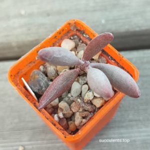 adromischus kubusensis Englend