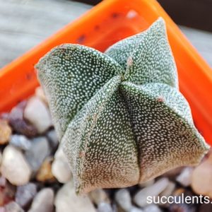 astrophytum myriostigma