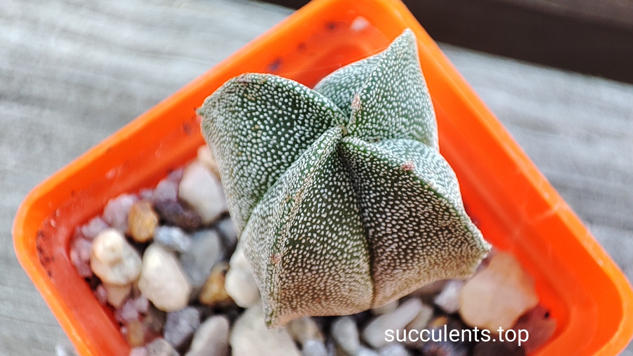 astrophytum myriostigma