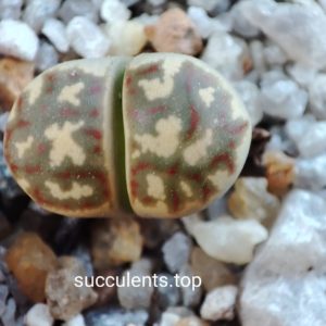 lithops dorothea F357