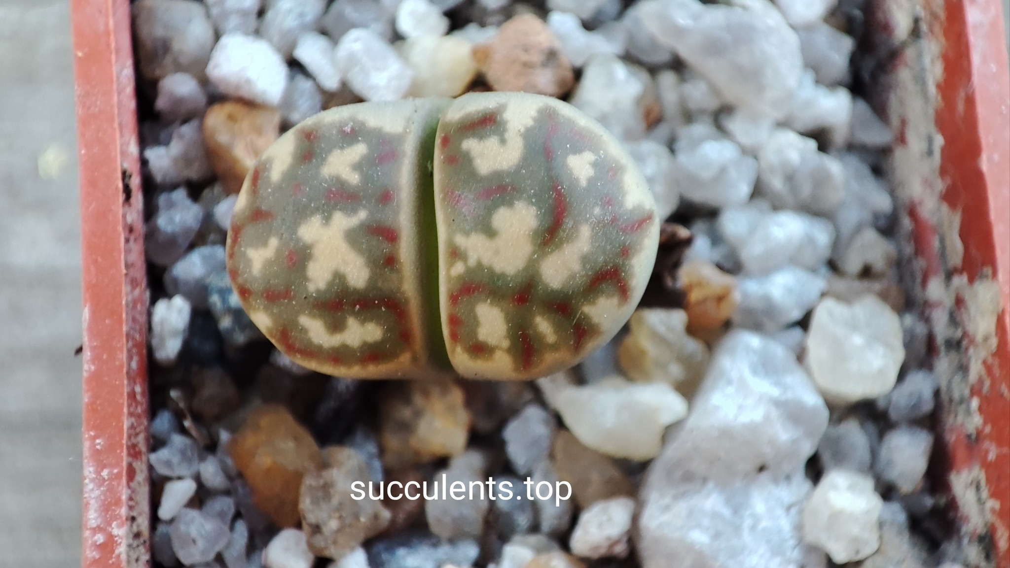 lithops dorothea F357