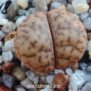 lithops bromfildii C348
