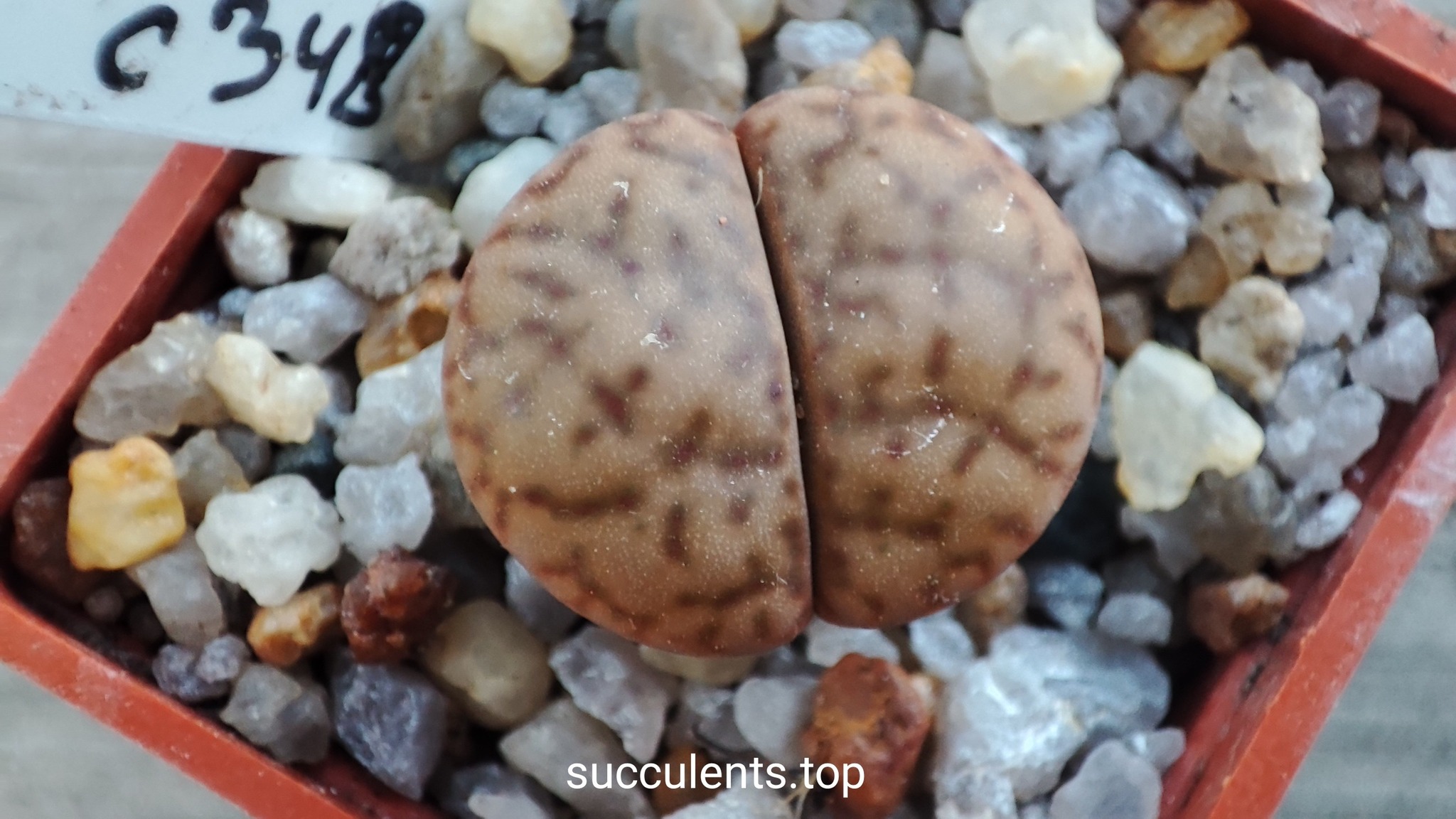 lithops bromfildii C348