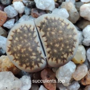 lithops hallii C087