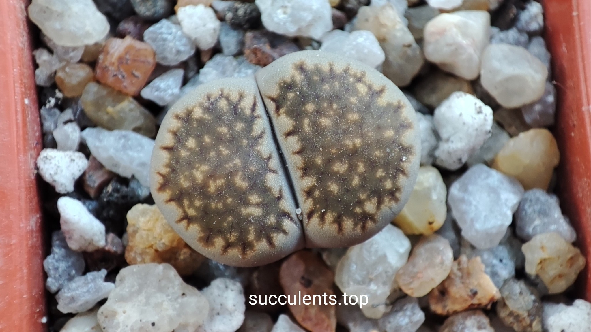 lithops hallii C087