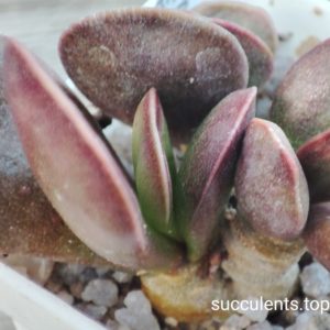adromischus silver surfer