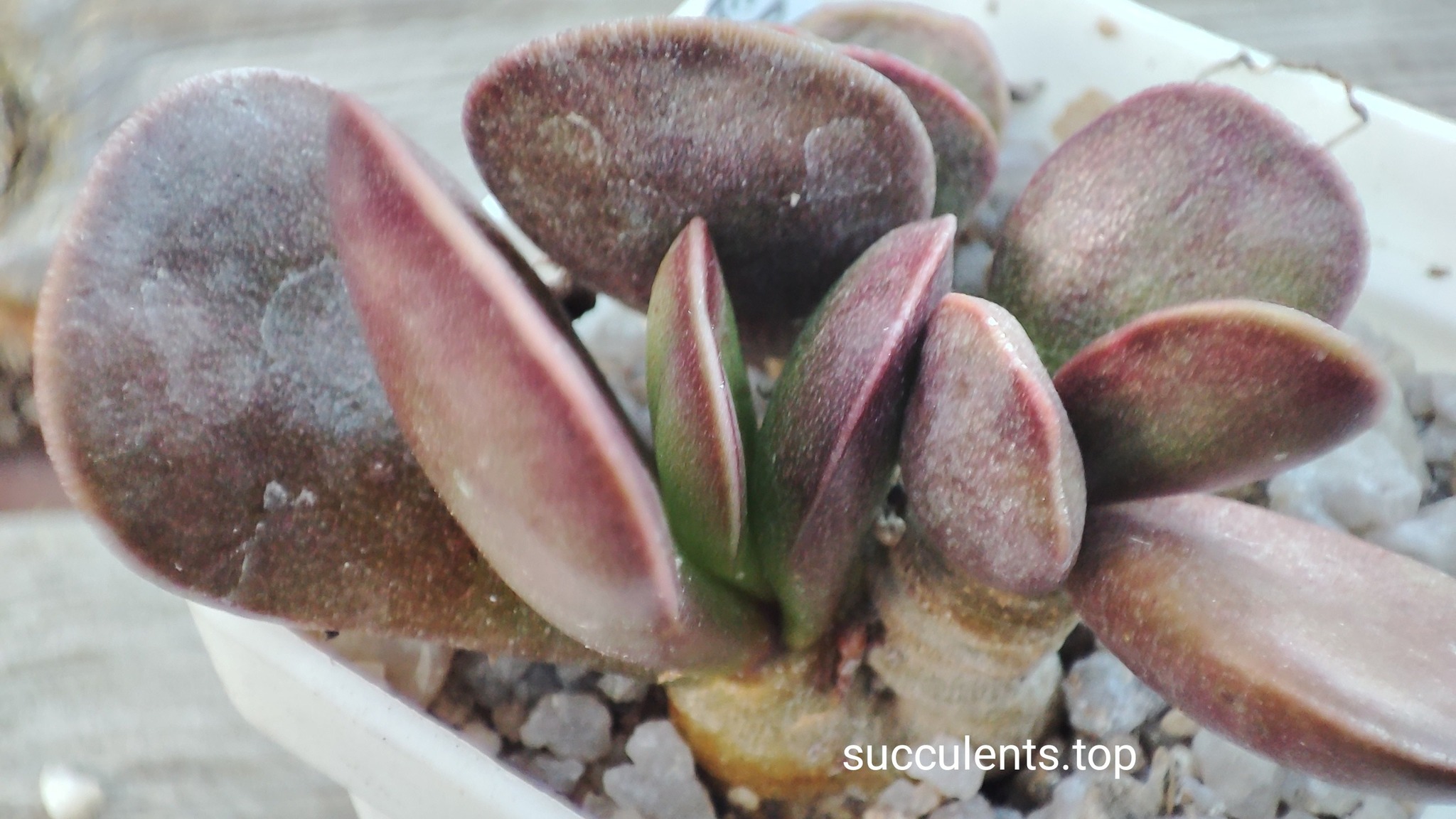 adromischus silver surfer