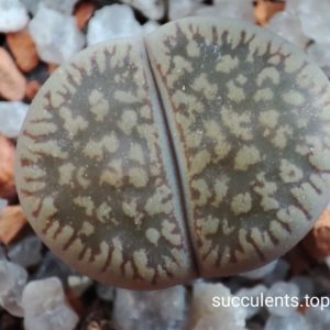lithops aucampiae C54