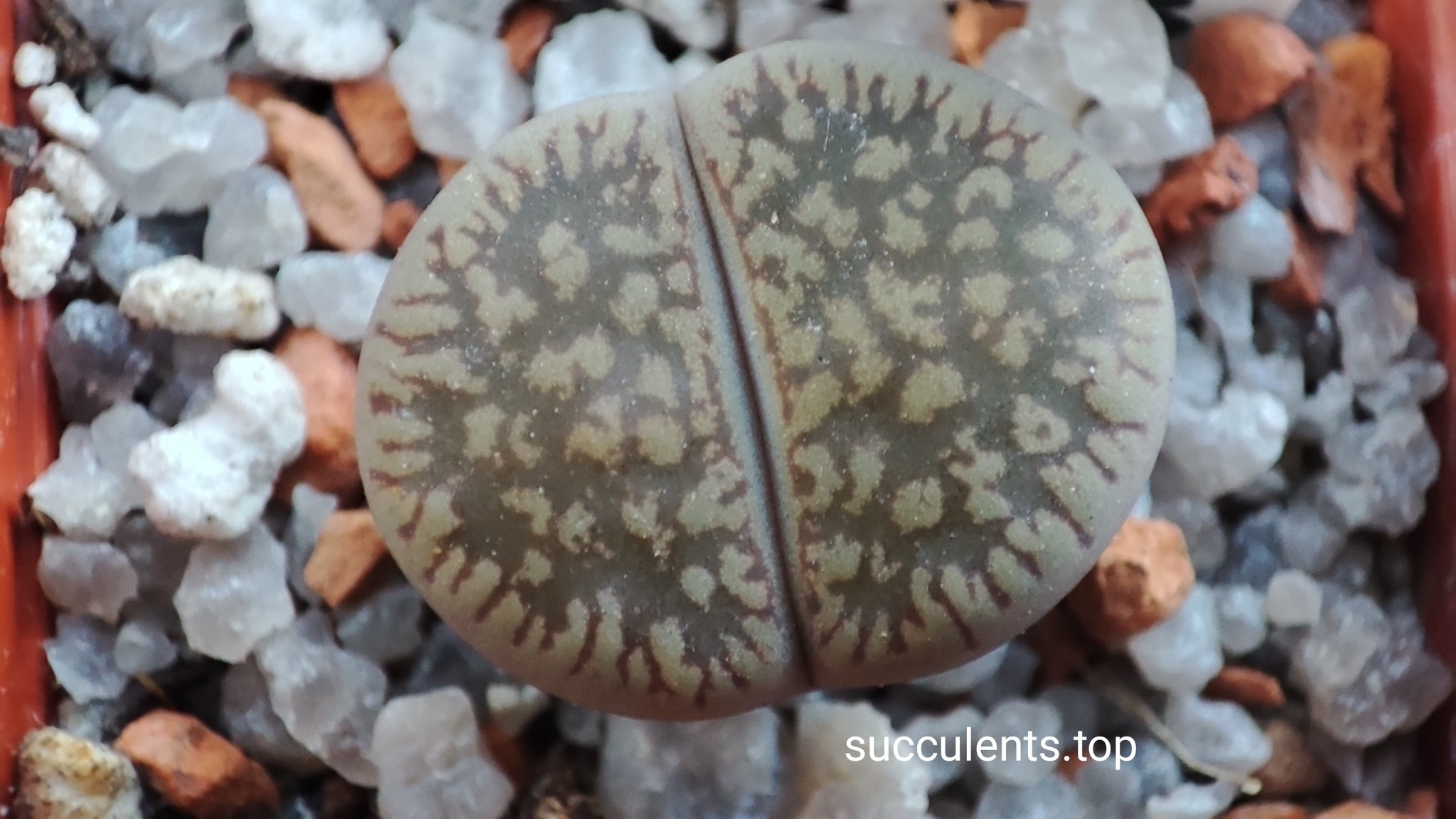lithops aucampiae C54