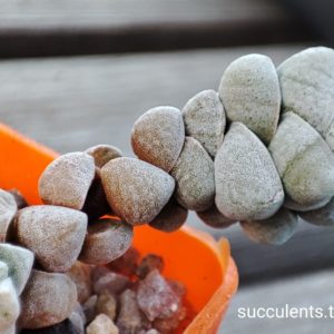 crassula deceptor