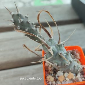 tephrocactus papyracanthus
