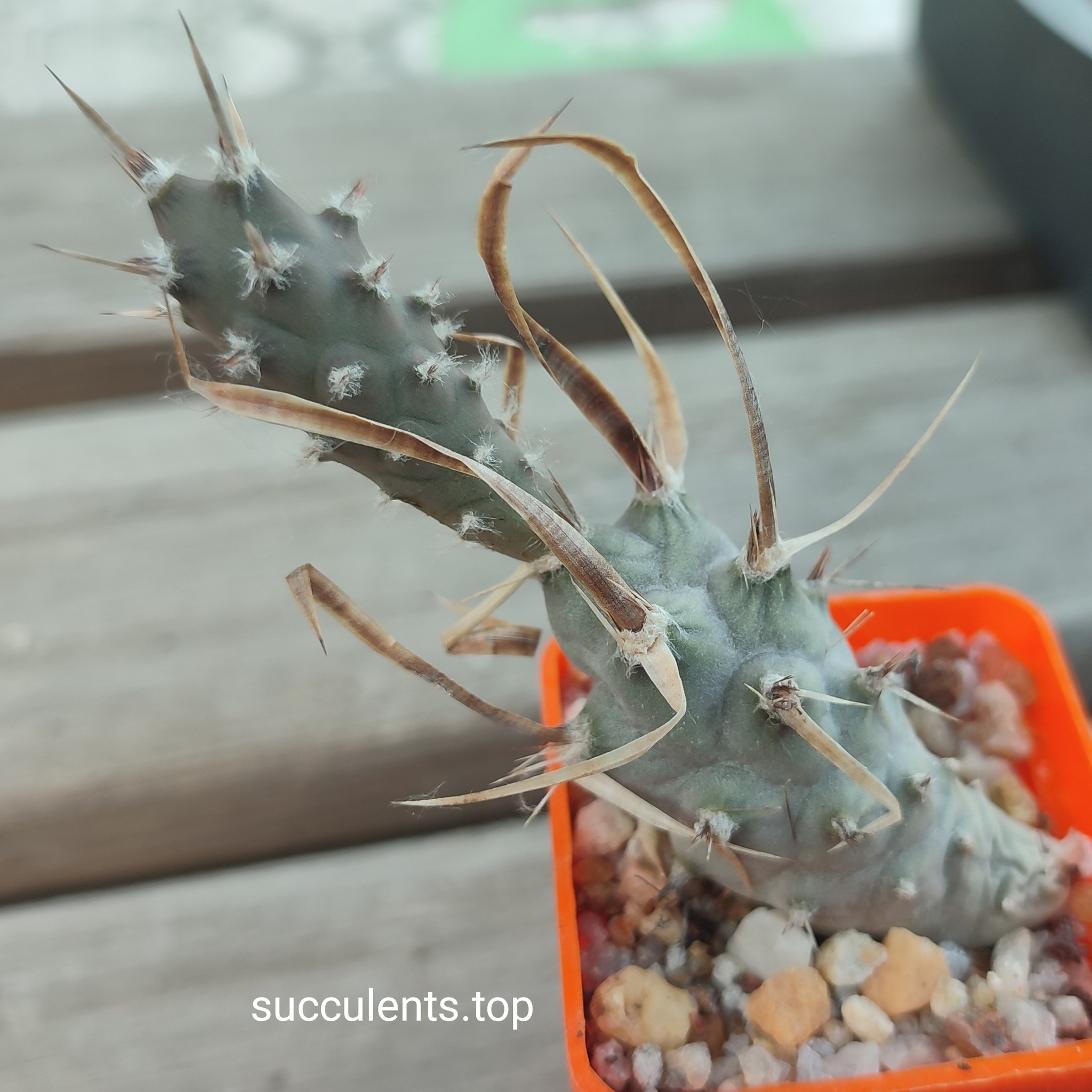 tephrocactus papyracanthus