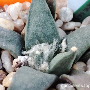 ariocarpus furforaceus
