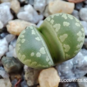 lithops otzeniana SH531
