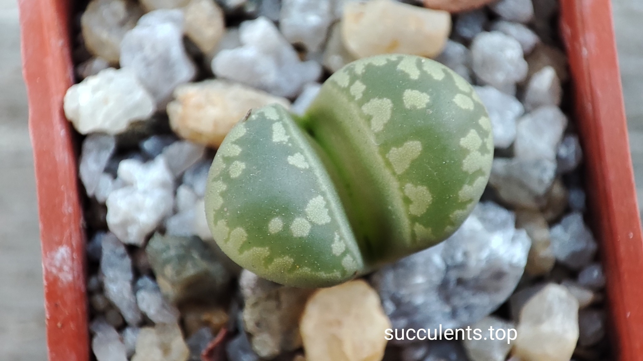 lithops otzeniana SH531