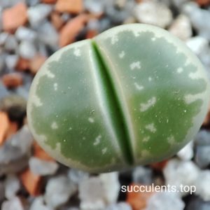 lithops olivacea C55