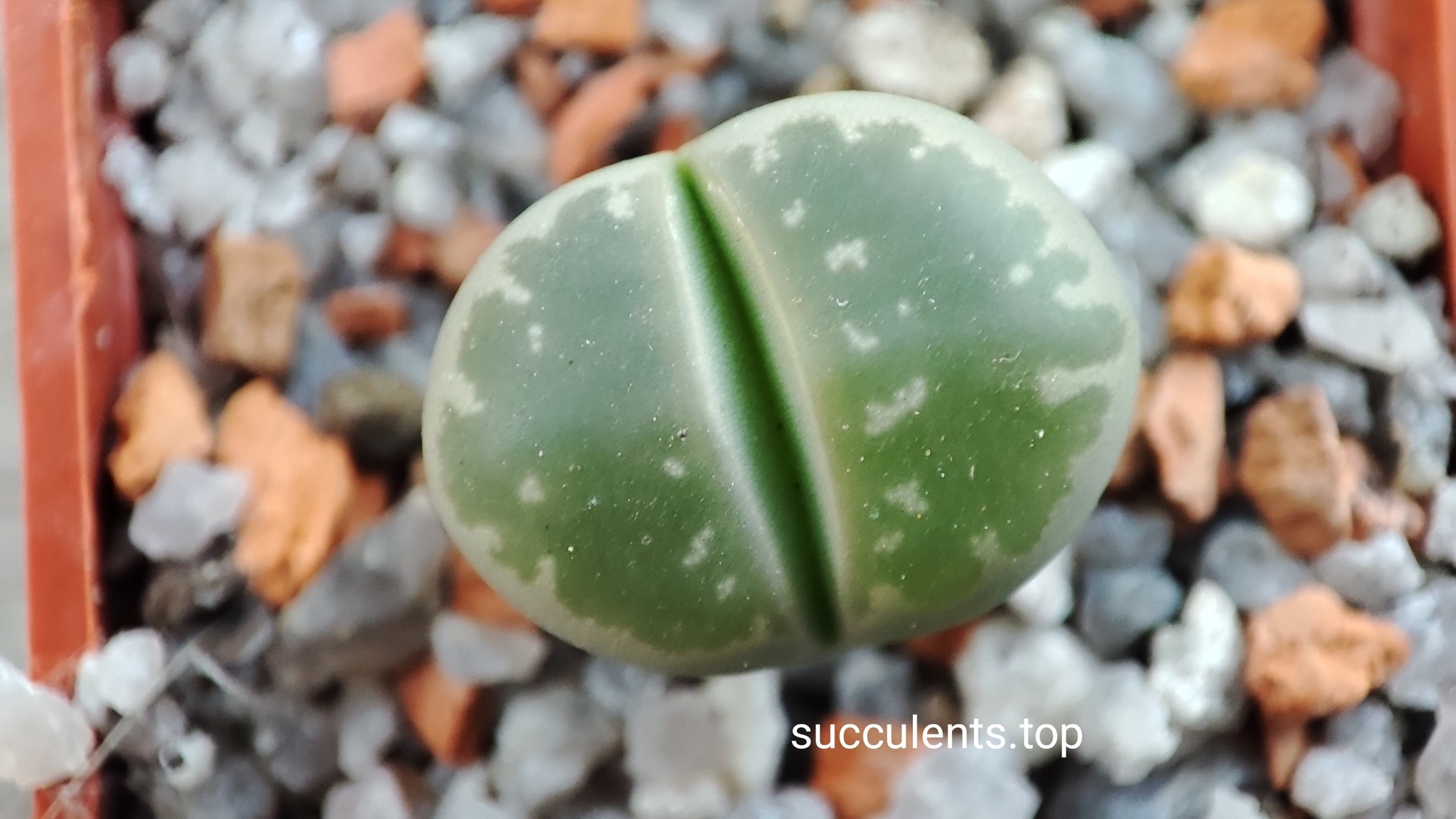 lithops olivacea C55