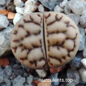 lithops bromfildii C44