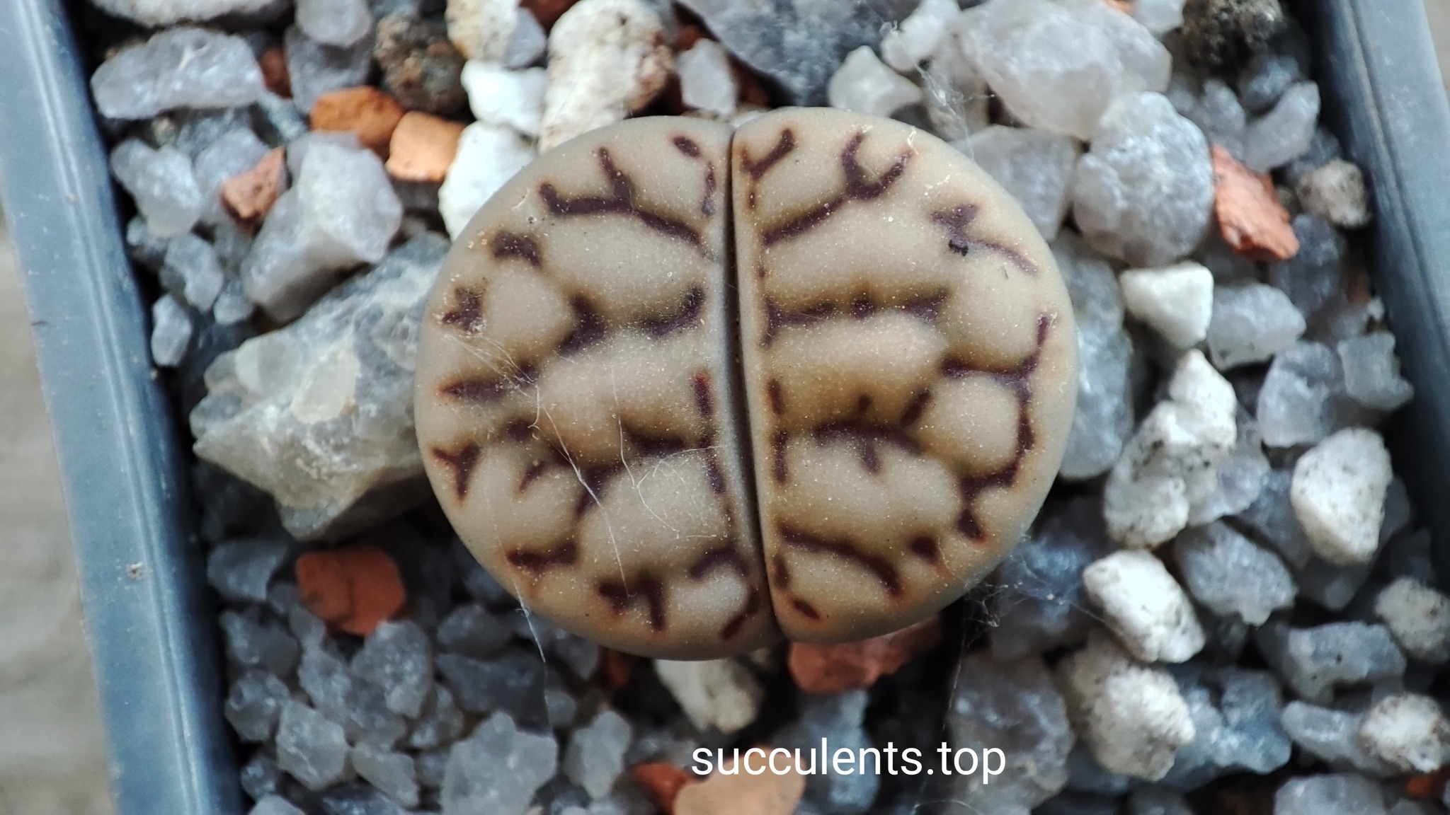 lithops bromfildii C44