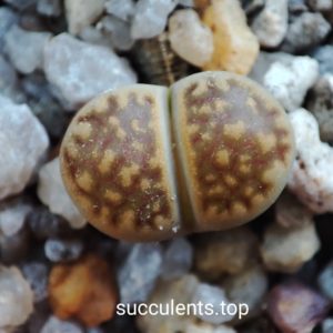 lithops hallii C142A