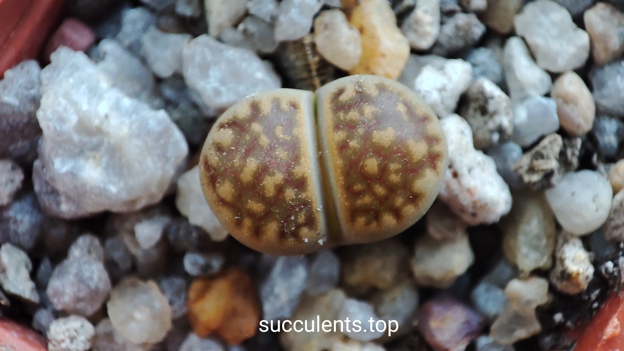 lithops hallii C142A