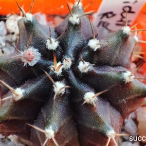 Gymnocalycium mihanovichii violet x red