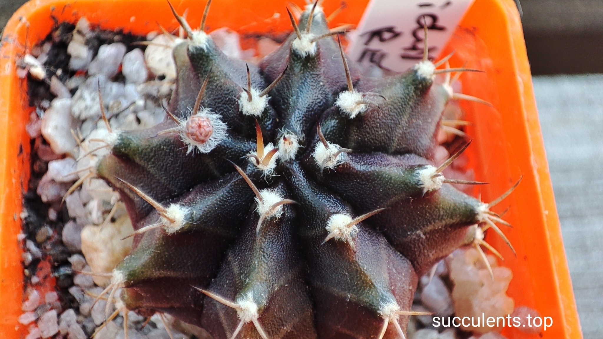 Gymnocalycium mihanovichii violet x red