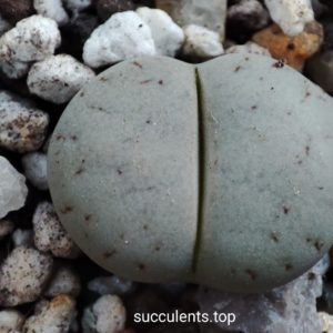 lithops gracilidelineata Koehres