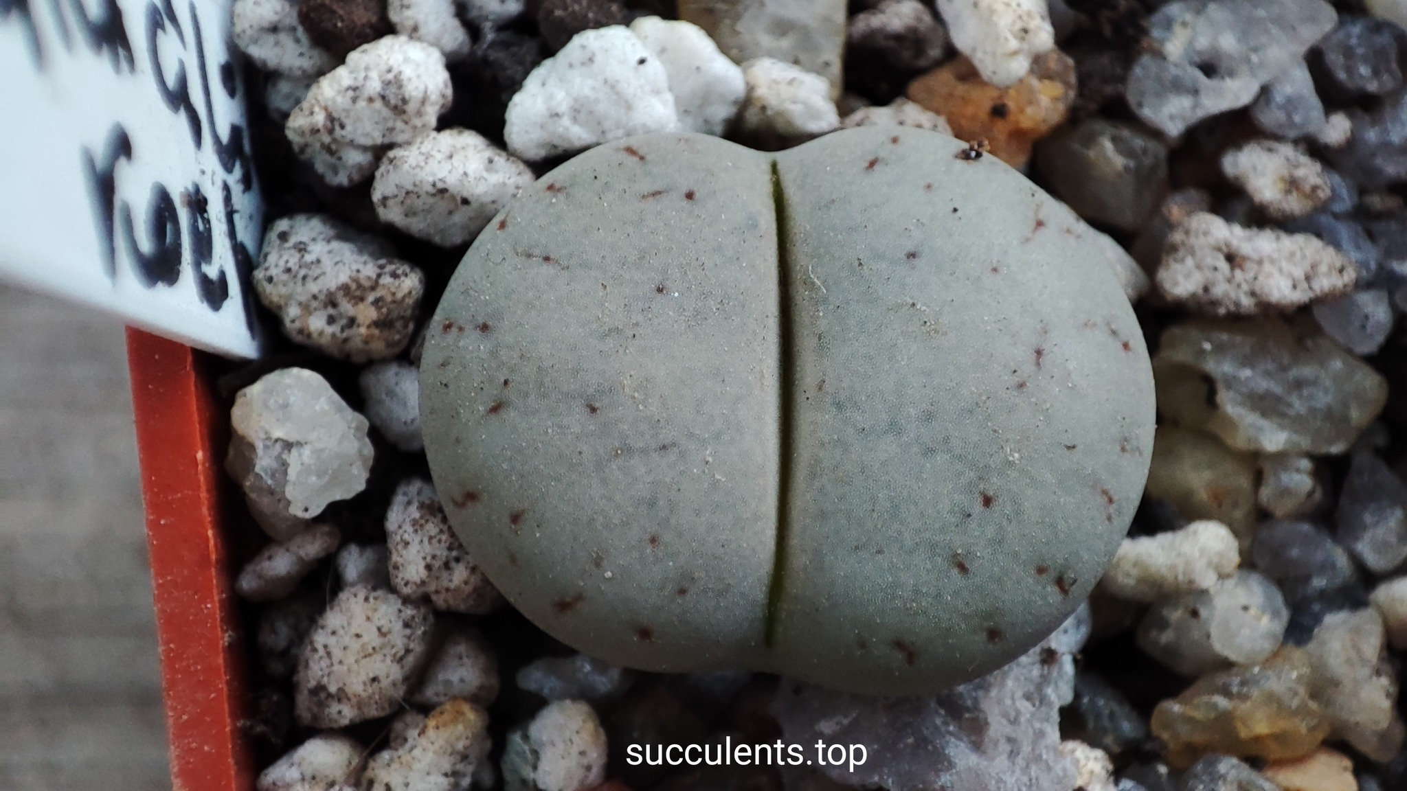 lithops gracilidelineata Koehres