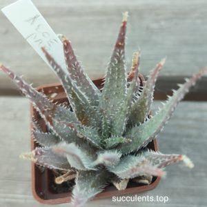 aloe parvula hyvrid