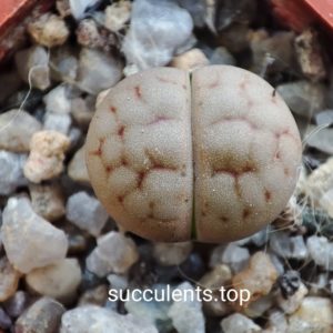 lithops hallii C038