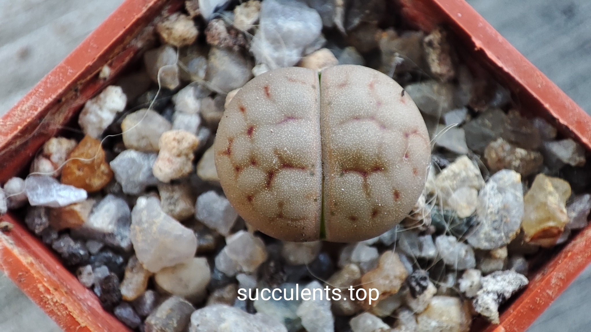 lithops hallii C038