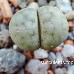 lithops karasmontana PV121