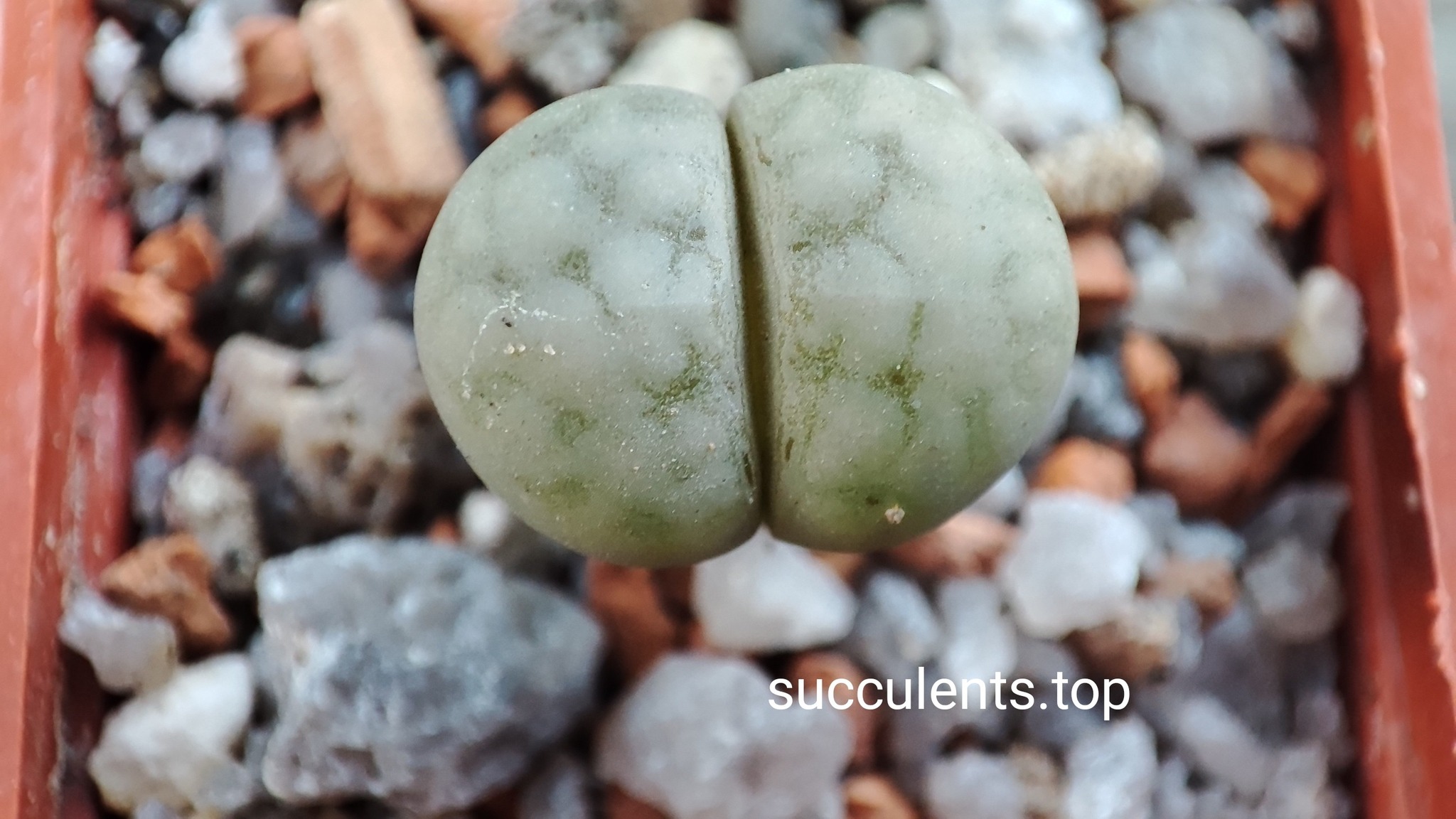 lithops karasmontana PV121