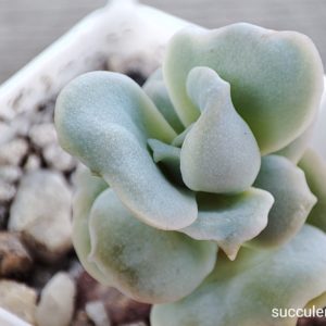 echeveria lovely rose