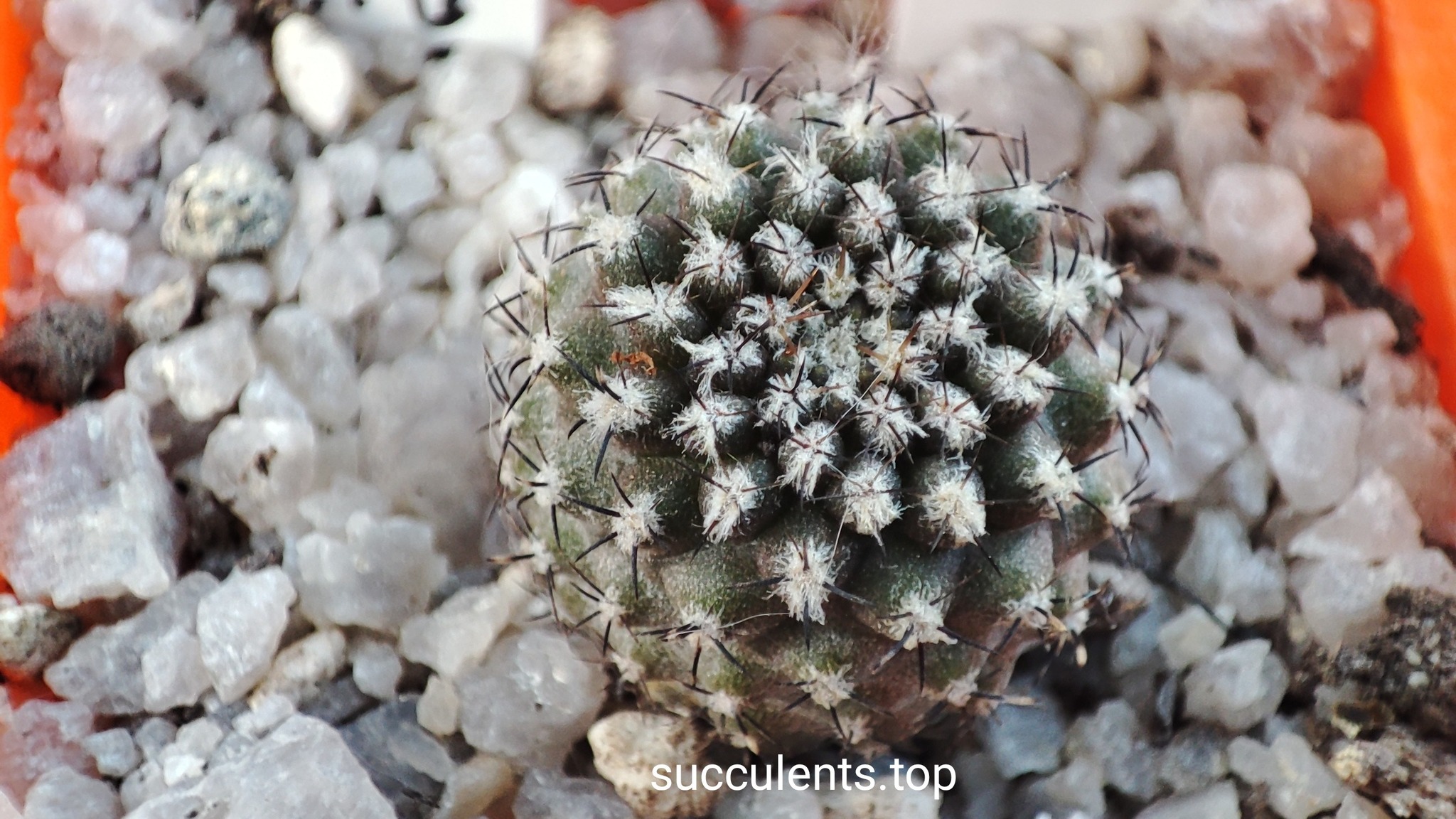 eriosyce heinrichiana