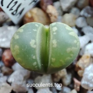 lithops otzeniana C128A