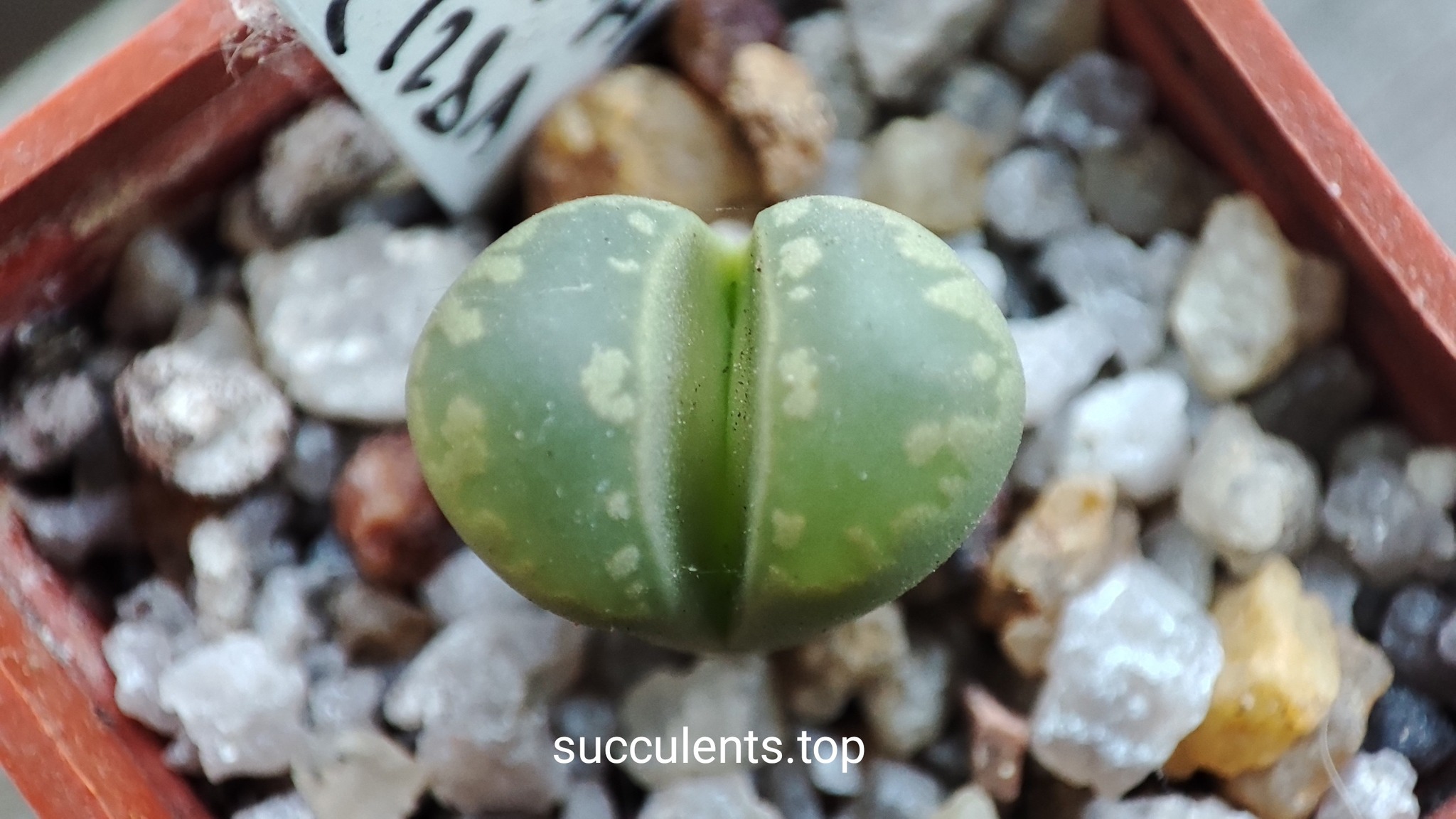 lithops otzeniana C128A