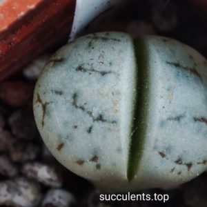 lithops gracilidelineata C262